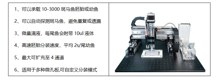 绍兴斑马鱼